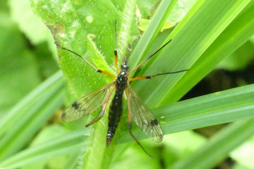 Dictenidia bimaculata